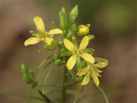 If we do not have a picture for this weed, or you can provide a better picture (scan, digital camera etc) please please e-mail it to us.