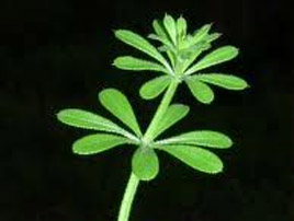 If we do not have a picture for this weed, or you can provide a better picture (scan, digital camera etc) please please e-mail it to us.