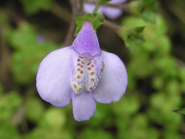 If we do not have a picture for this weed, or you can provide a better picture (scan, digital camera etc) please please e-mail it to us.