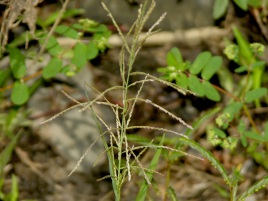 If we do not have a picture for this weed, or you can provide a better picture (scan, digital camera etc) please please e-mail it to us.