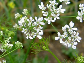 If we do not have a picture for this weed, or you can provide a better picture (scan, digital camera etc) please please e-mail it to us.