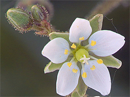 If we do not have a picture for this weed, or you can provide a better picture (scan, digital camera etc) please please e-mail it to us.