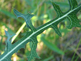 If we do not have a picture for this weed, or you can provide a better picture (scan, digital camera etc) please please e-mail it to us.