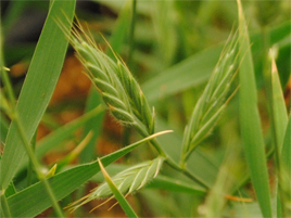 If we do not have a picture for this weed, or you can provide a better picture (scan, digital camera etc) please please e-mail it to us.